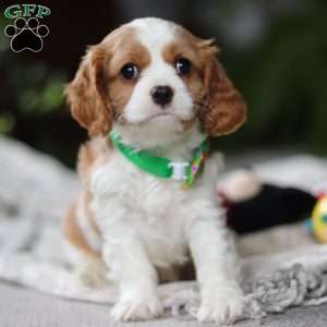 Lucas, Cavalier King Charles Spaniel Puppy